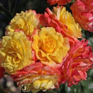 Росе Дер Хоффнунг