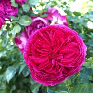 Сопхие Луисе