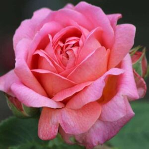 Сороптимист Wомен'с Воиcе