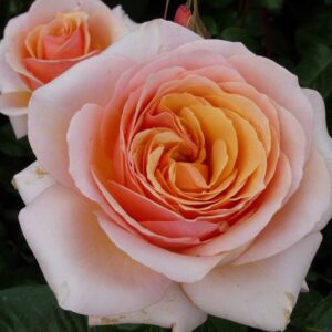 Сwеет Ревелатион