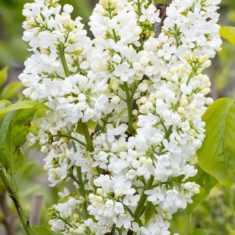 Люляк Madame Lemoine 1 Бял люляк Madame Lemoine