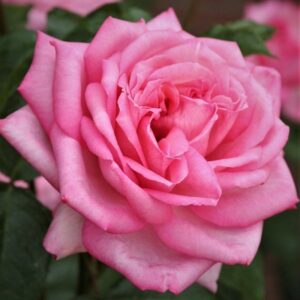 Wеддинг Беллс