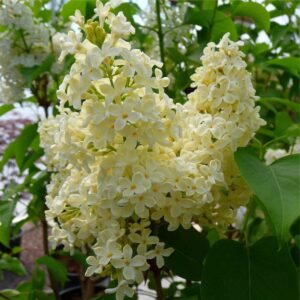 Кремавожълт люляк Primrose