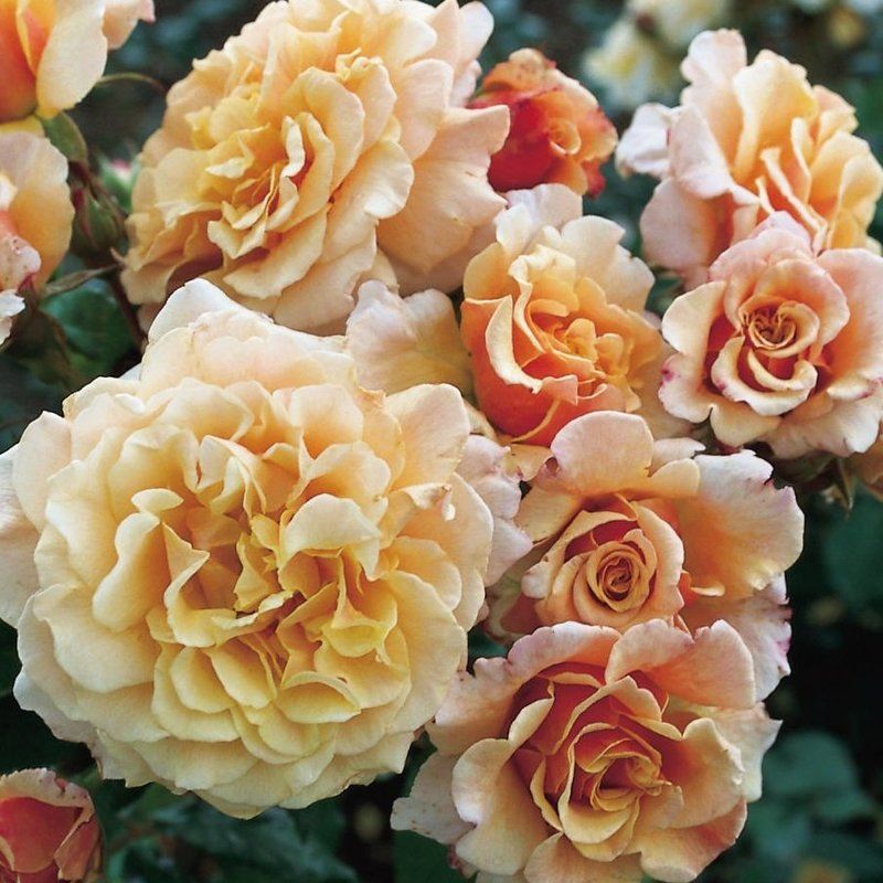 Храстовидни рози в топъл климат, мулчирани за задържане на влагата и защита от слънцето за правилното отглеждане на храстовидни рози в различни климатични условия.