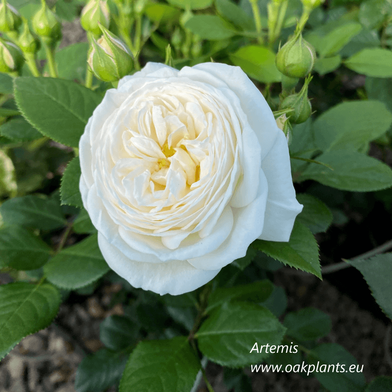 Храстовидни рози, цъфтящи в умерен климат, с редовно поливане и поддръжка - правилно отглеждане на отглеждане на храстовидни рози в различни климатични условия.
