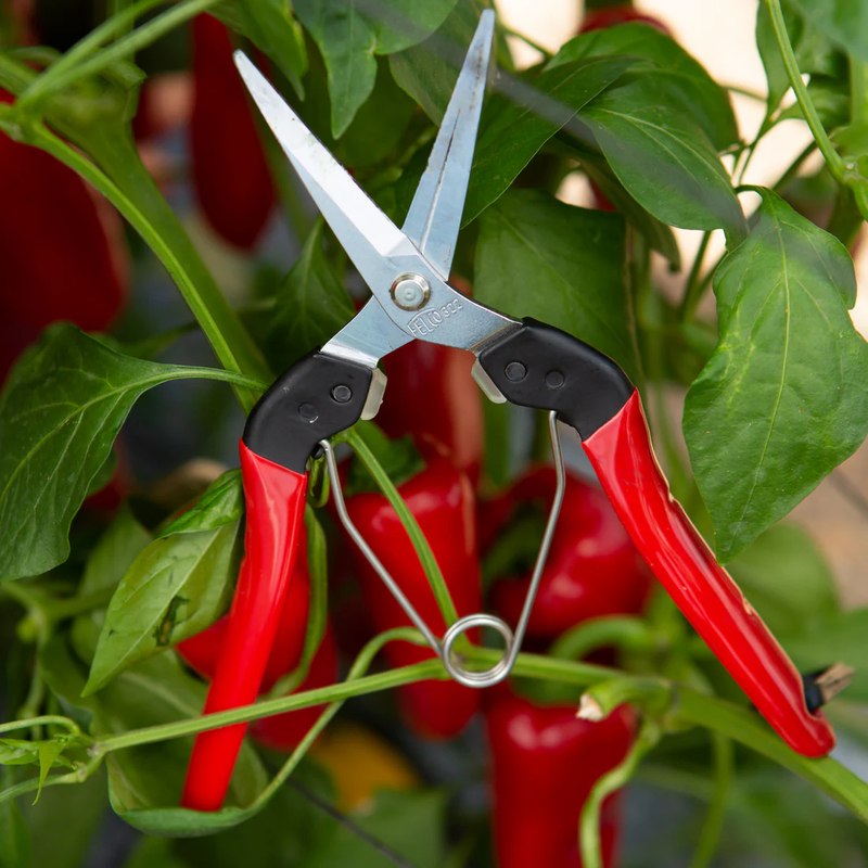 Подрязване и оформяне на короната на щамбови рози за симетрична и балансирана визия.