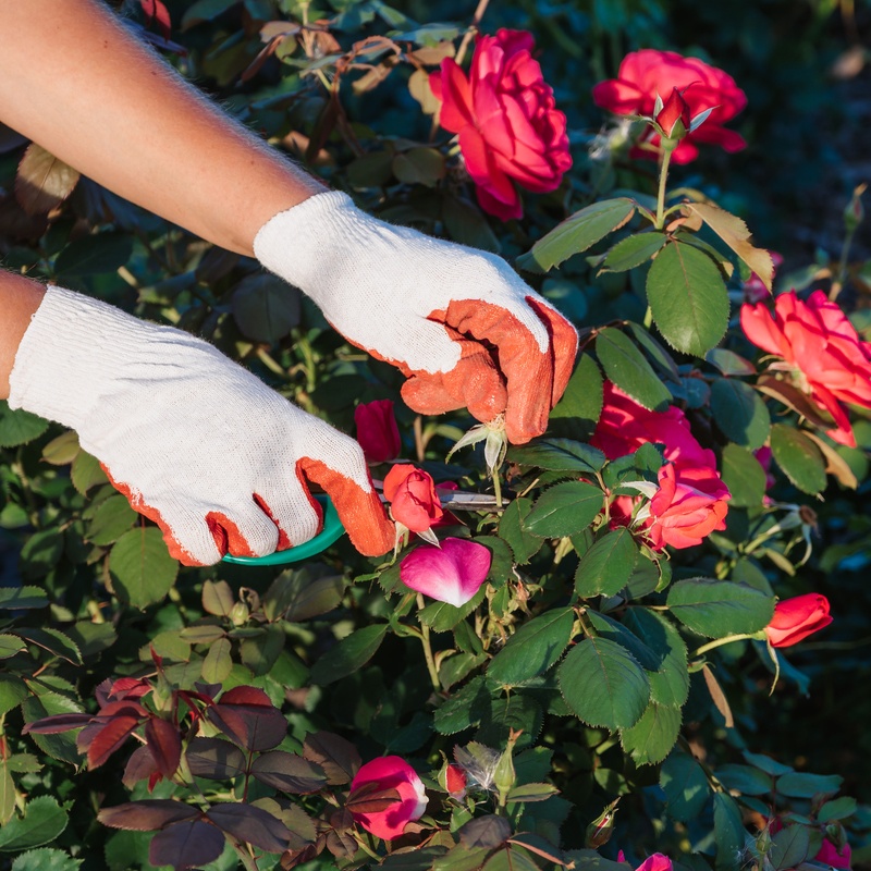 Органичен тор от калифорнийски червеи, прилаган около корените на роза, подходящ за торене на розите.