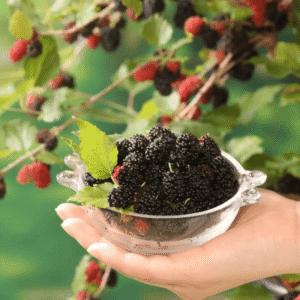 "Mojo Berry в саксия – подходяща за балкони и тераси"