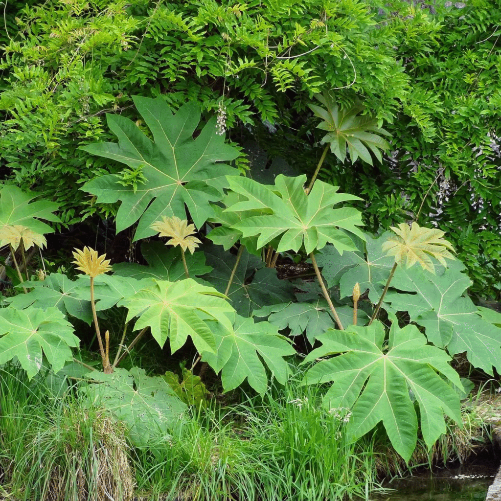 "Tetrapanax ‘Rex’ – гигантски зелено-сиви листа в екзотична градина"