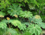 Tetrapanax papyrifer Rex с огромни длановидни листа в градината