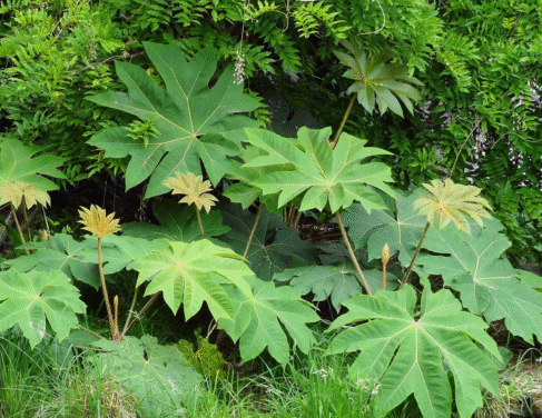 Tetrapanax papyrifer Rex с огромни длановидни листа в градината