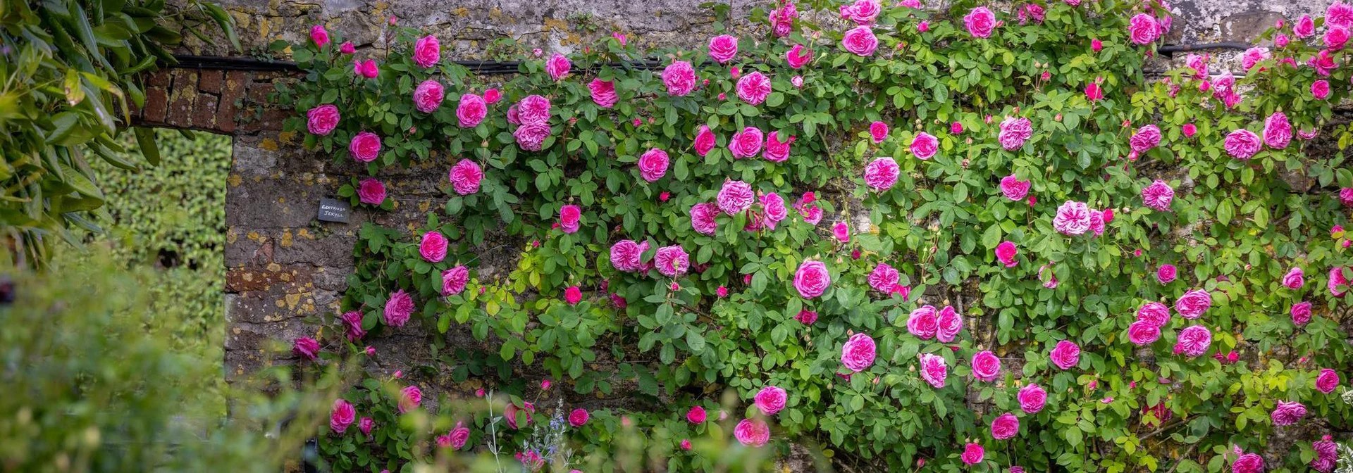 Грижи за роза Gertrude Jekyll – английска класика в градината 5 Грижа за розите