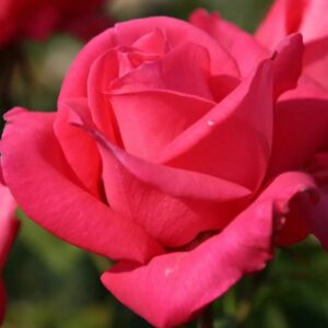 Cхеррй Ладй 1