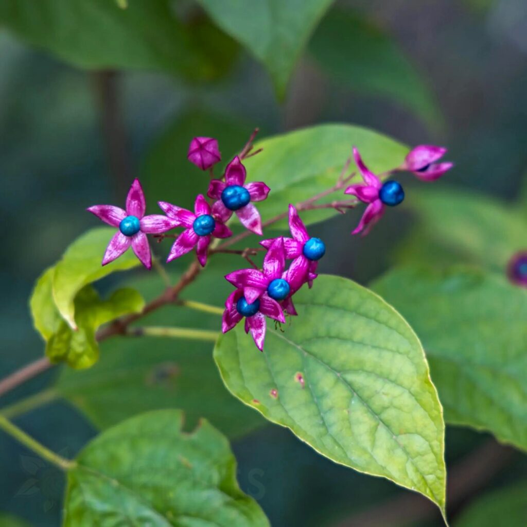 "Clerodendrum ‘Fargesii’ – синьо-червени декоративни плодове през есента"