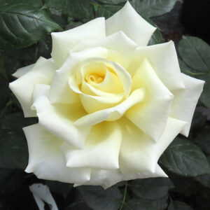 Диамонд Дайс