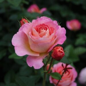 Дорнбургер Сcхлоссросе 1