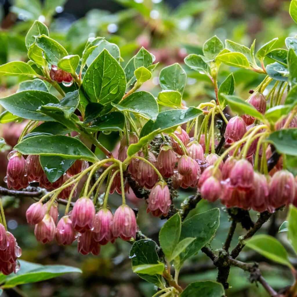 "Enkianthus campanulatus 'Red Bells' – декоративен храст с камбанковидни червени цветове в пролетен разцвет"