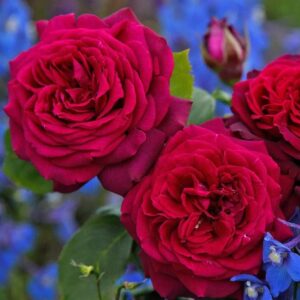 Графин Диана