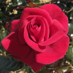 Гранде Cлассе