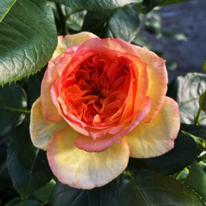 Хенри Делбард 1