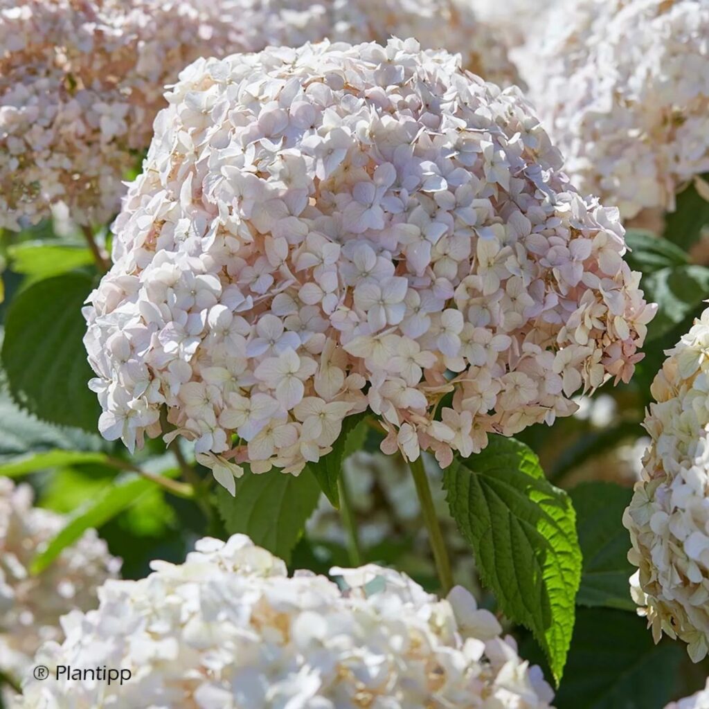 "Hydrangea arborescens Candybelle Marshmallow – хортензия в пастелно розово"
