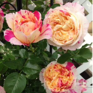 "Роза Julie Andrieu - розово-жълта двуцветна роза от Delbard"