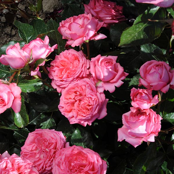 Роза La Rose de Molinard 3 Ла Росе де Молинард 4