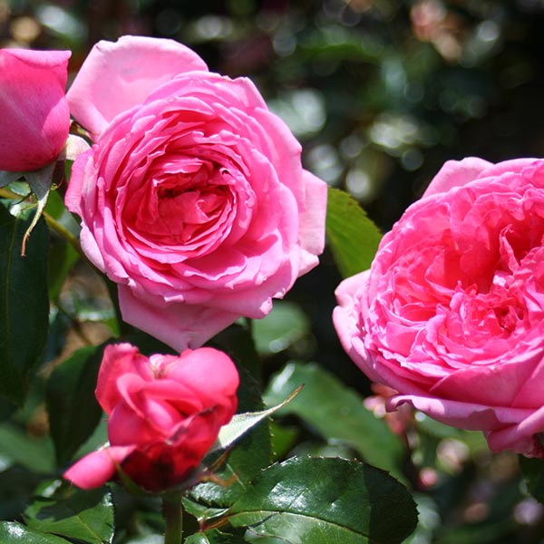 Роза La Rose de Molinard 4 Ла Росе де Молинард 5