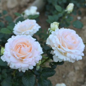 Ла Саувагине Терре ет Пассион 1