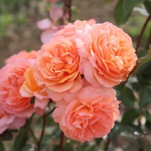 "Щамбова роза Louise Clements в градина - обилен цъфтеж и елегантна форма"