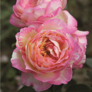 Марc Cхагалл 2