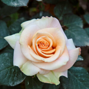 Марилйн Монрое 1