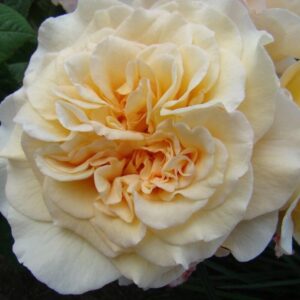 "Щамбова роза Miss Fine - кремаво-жълт цвят с нежен прасковен център"