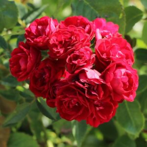 "Катерлива роза Perennial Red Domino - червена роза от Tantau"