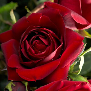 Перле Ноире