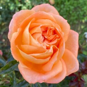 Пиерре Бонте