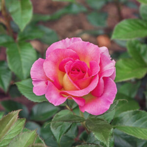 Пинк Парадисе2