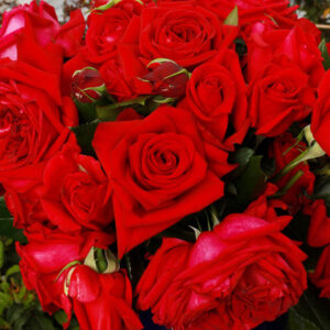 Републиqуе де Монтмартре 1