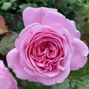 Росенграфин Марие Хенриетте 4