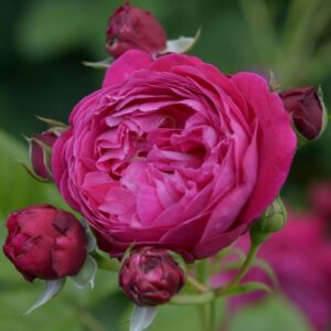 "Роза Salma Es-Said - многократно цъфтяща и устойчива на болести"