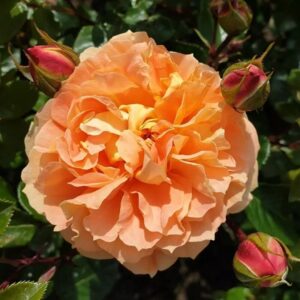 Сcхöне вом Сее