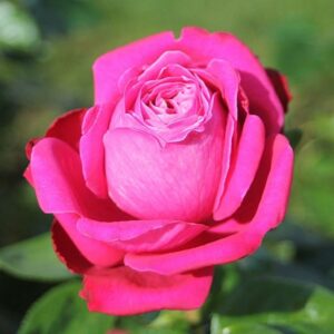 Сентеур Ройал