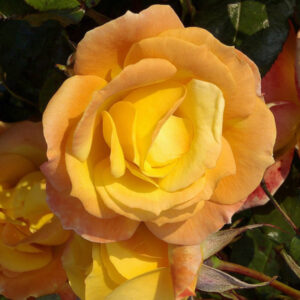 Солеил де Монде