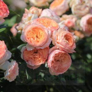 Соурире ду Хавре