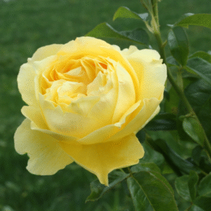 Соувенирс де Марcел Проуст 1