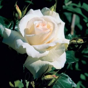 "Роза Swan Lake - елегантна бледорозова катерлива роза"