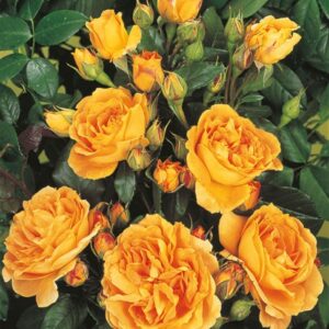 Tantau’s Bernstein Rose