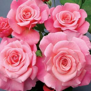 Тиcклед Пинк 1