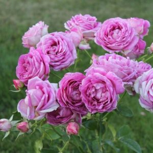 Виллаге де Саинт Йриеиx соус Аиxе