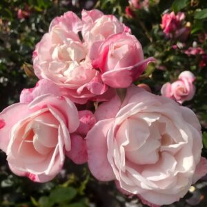 "Роза Zelmani’s Dream - изискана розово-прасковена роза с мек аромат"